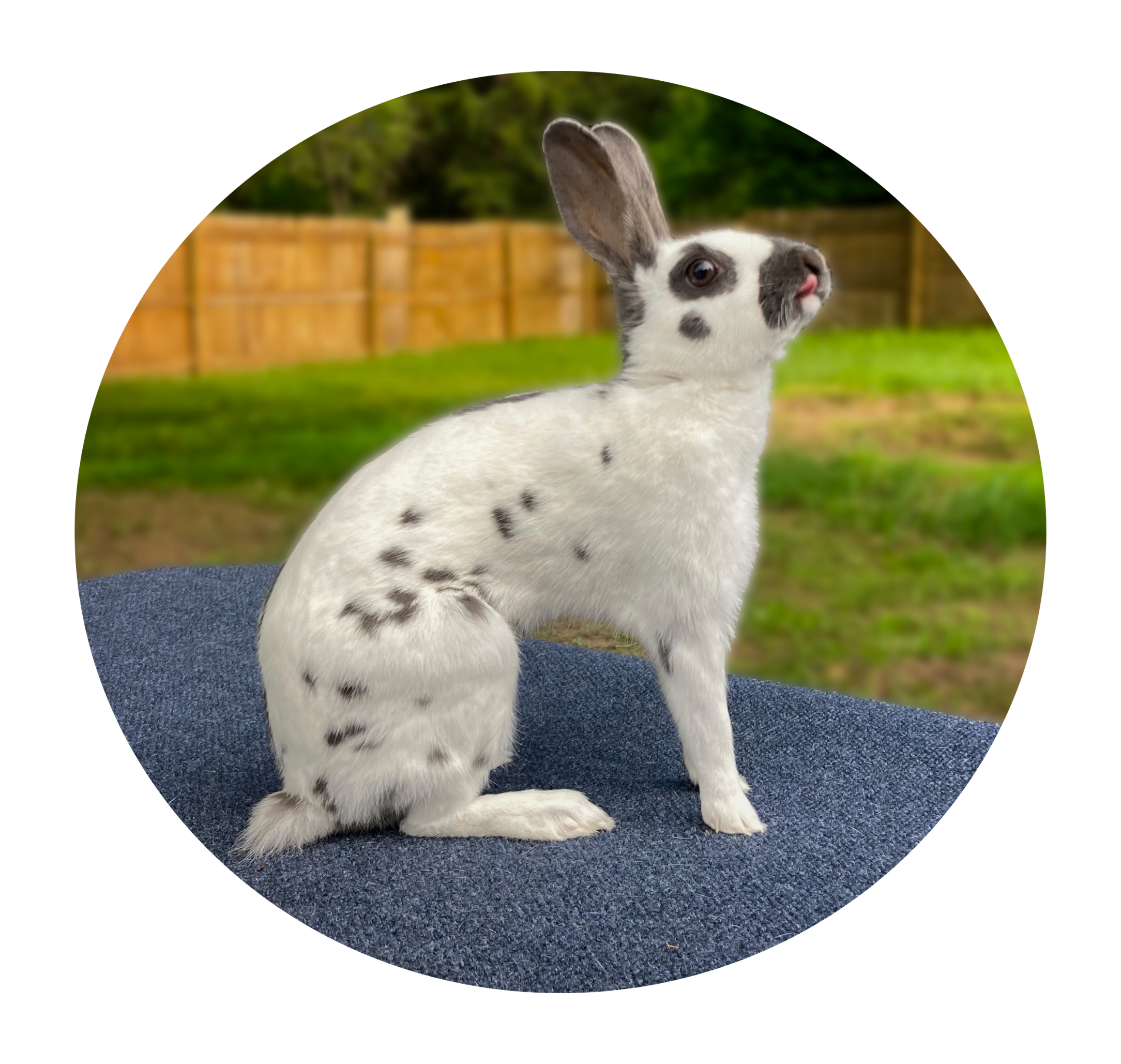 Blue English Spot Rabbit