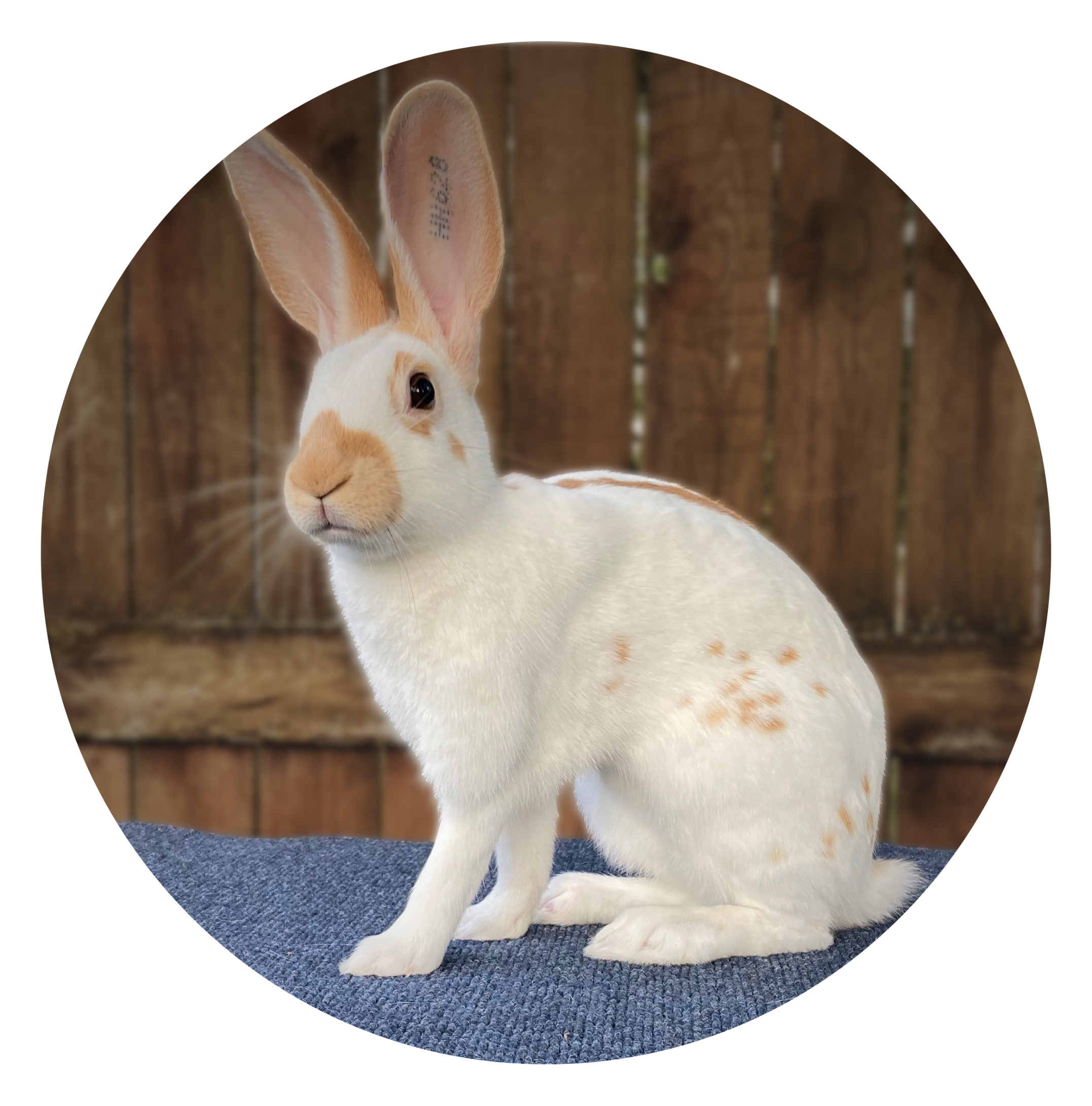 Gold English Spot Rabbit