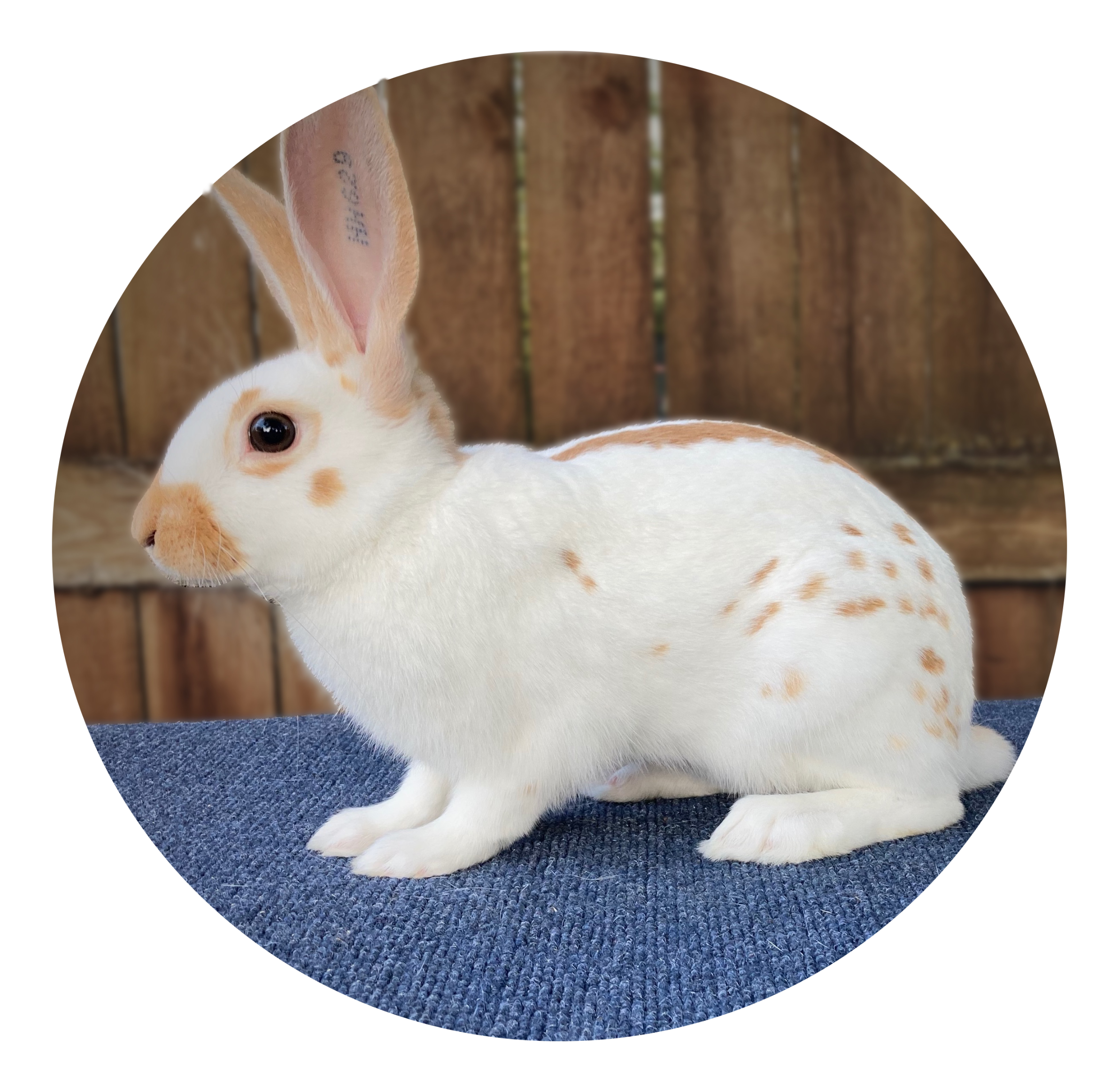 Gold English Spot Rabbit