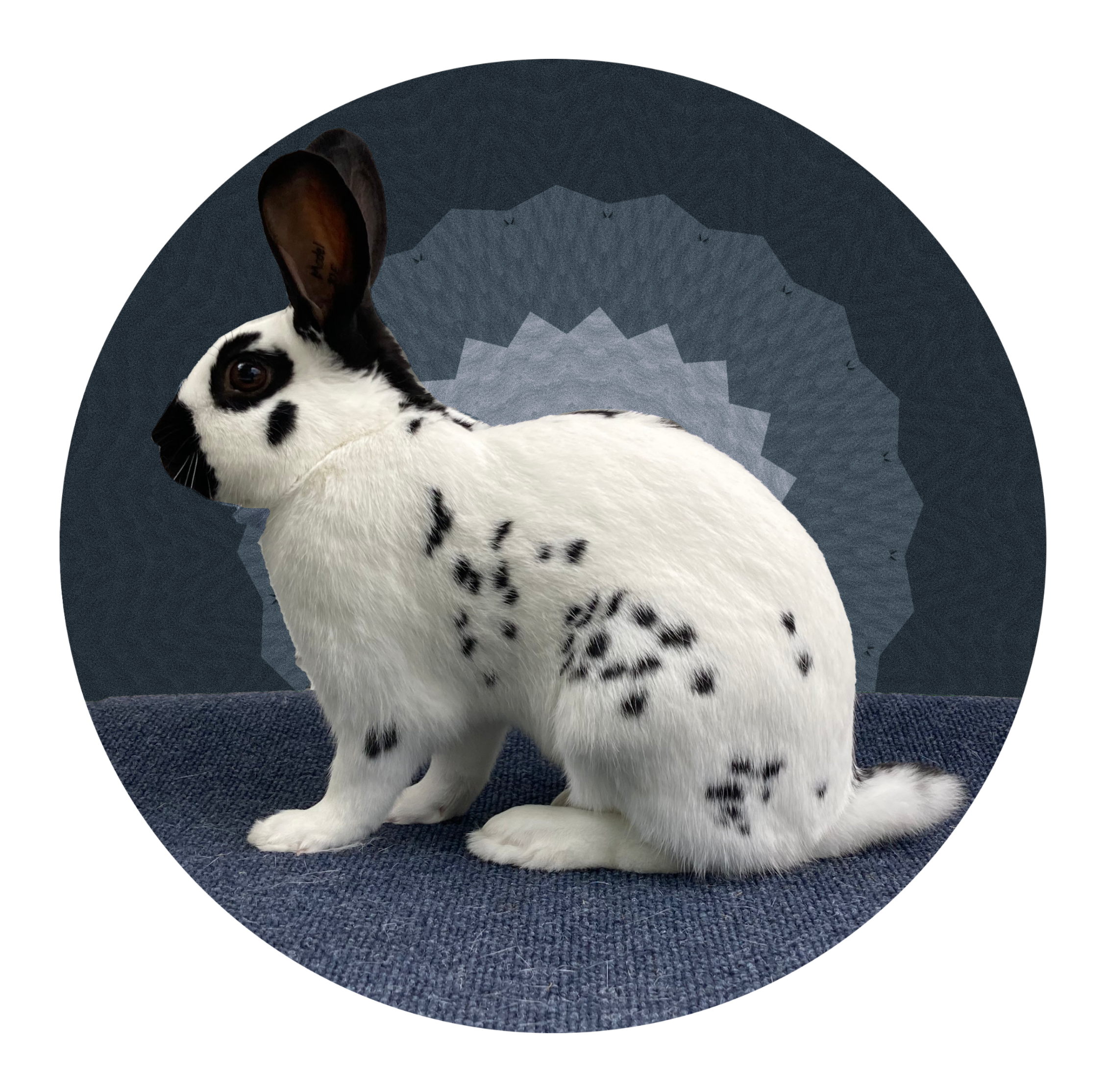 Gold English Spot Rabbit