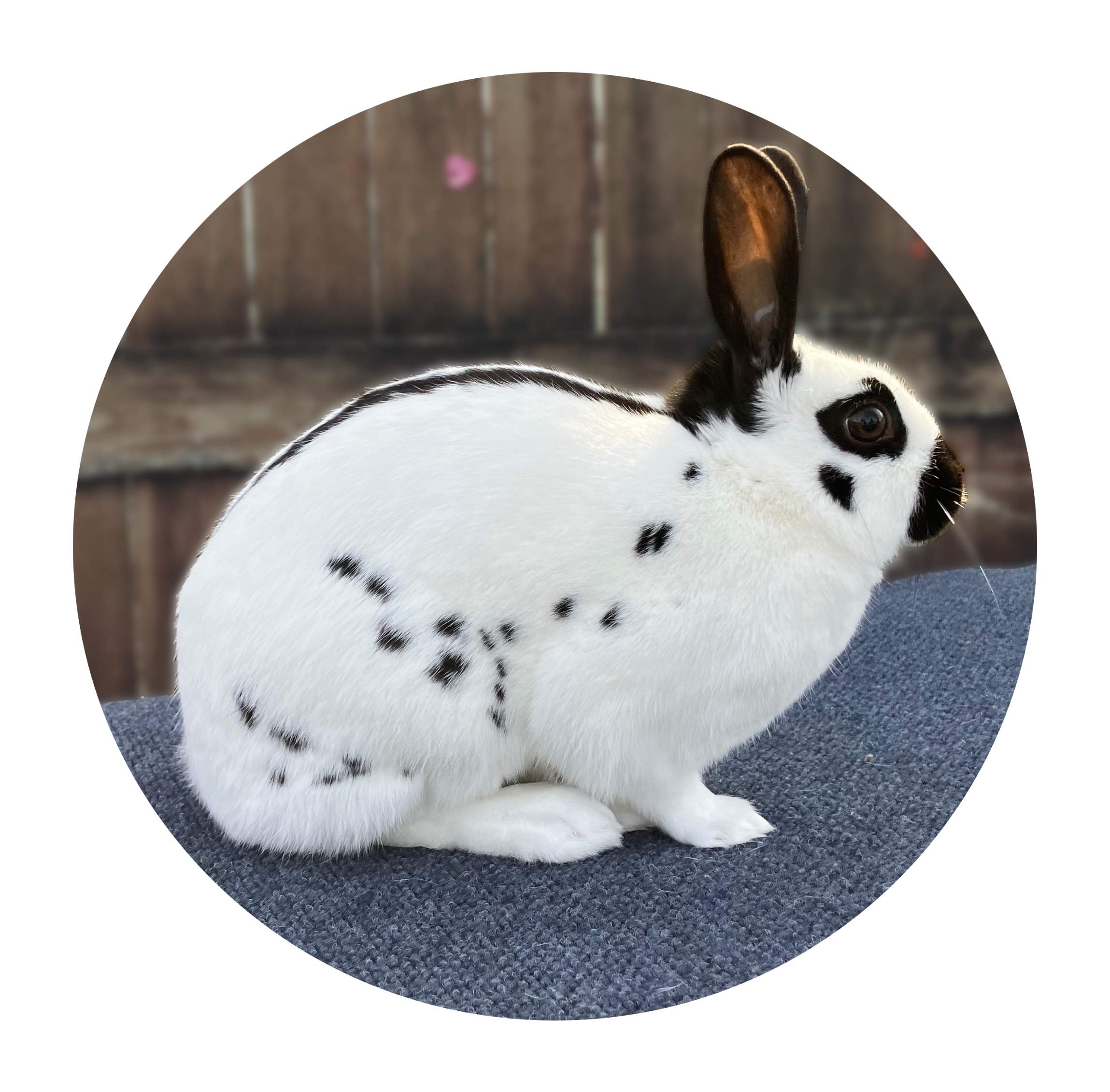 English Spot Rabbit Image