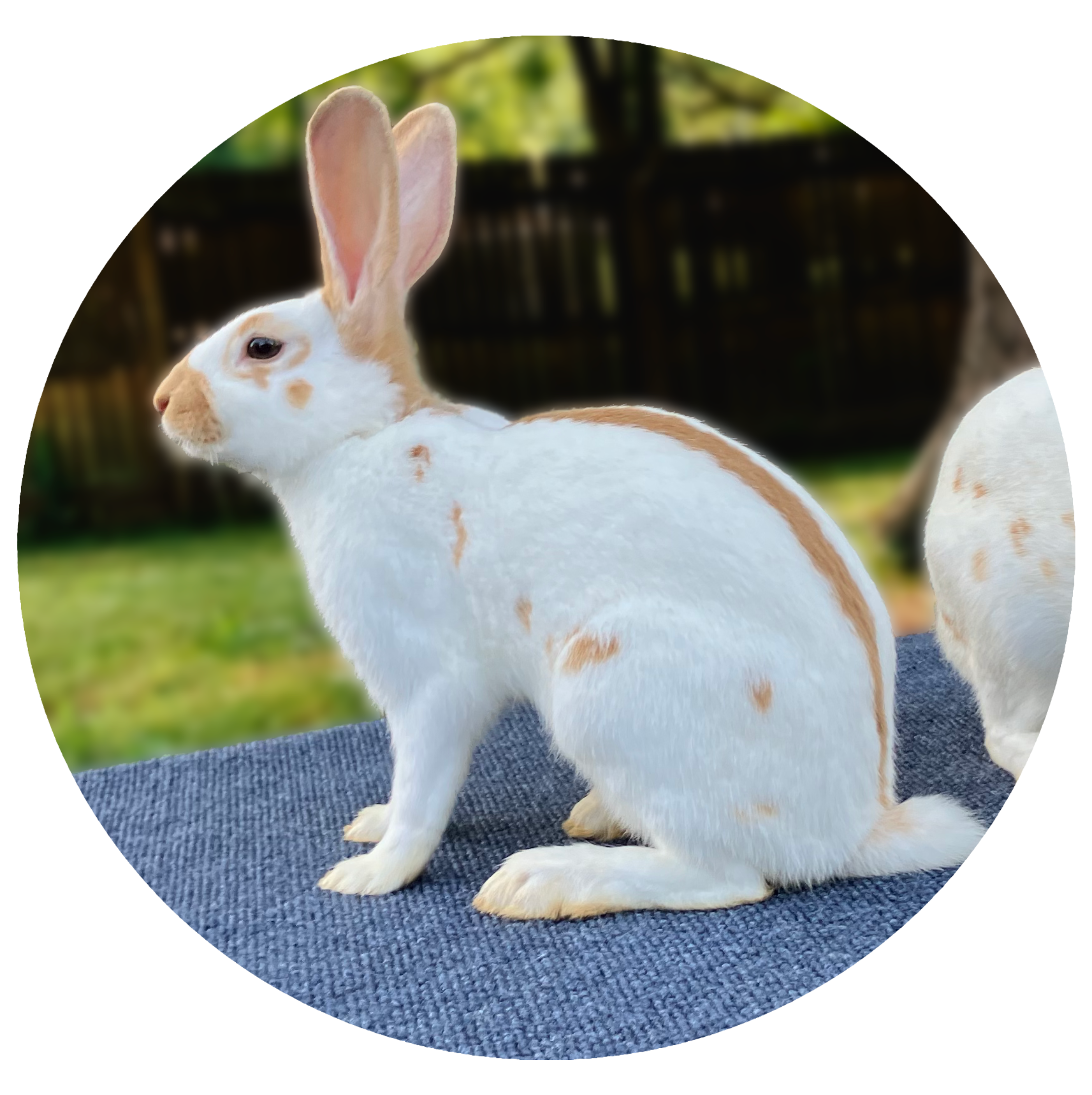 Gold English Spot Rabbit Image