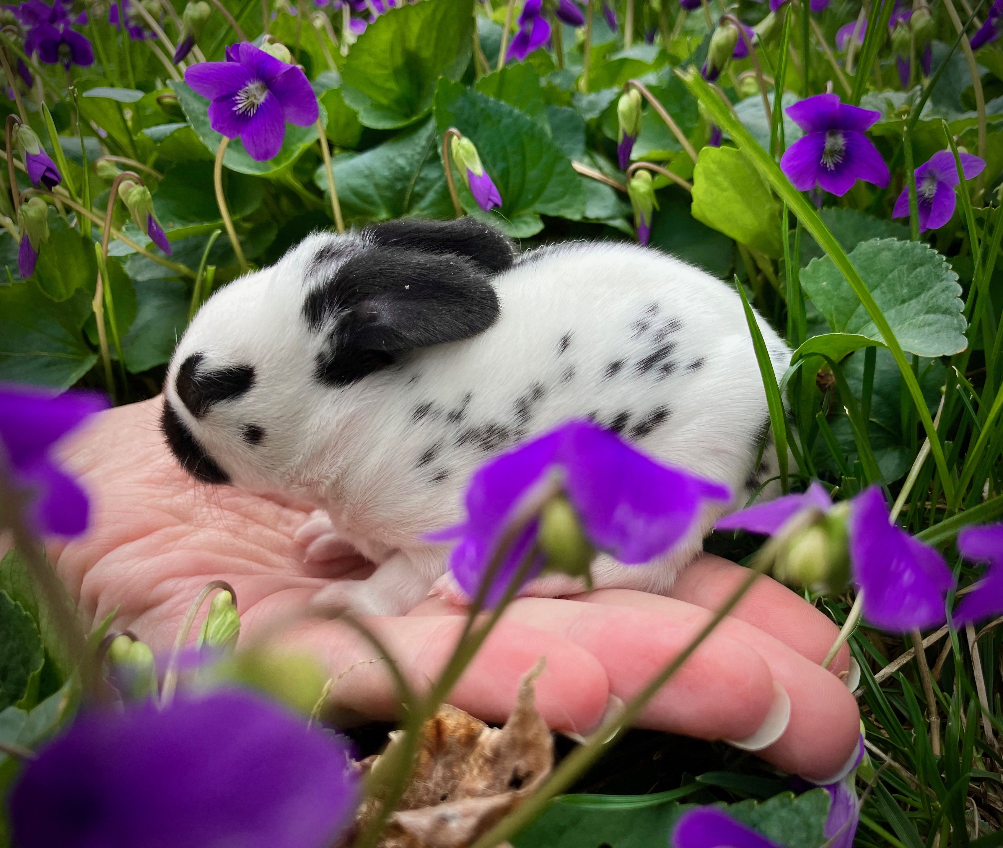 English Spot Rabbit Image