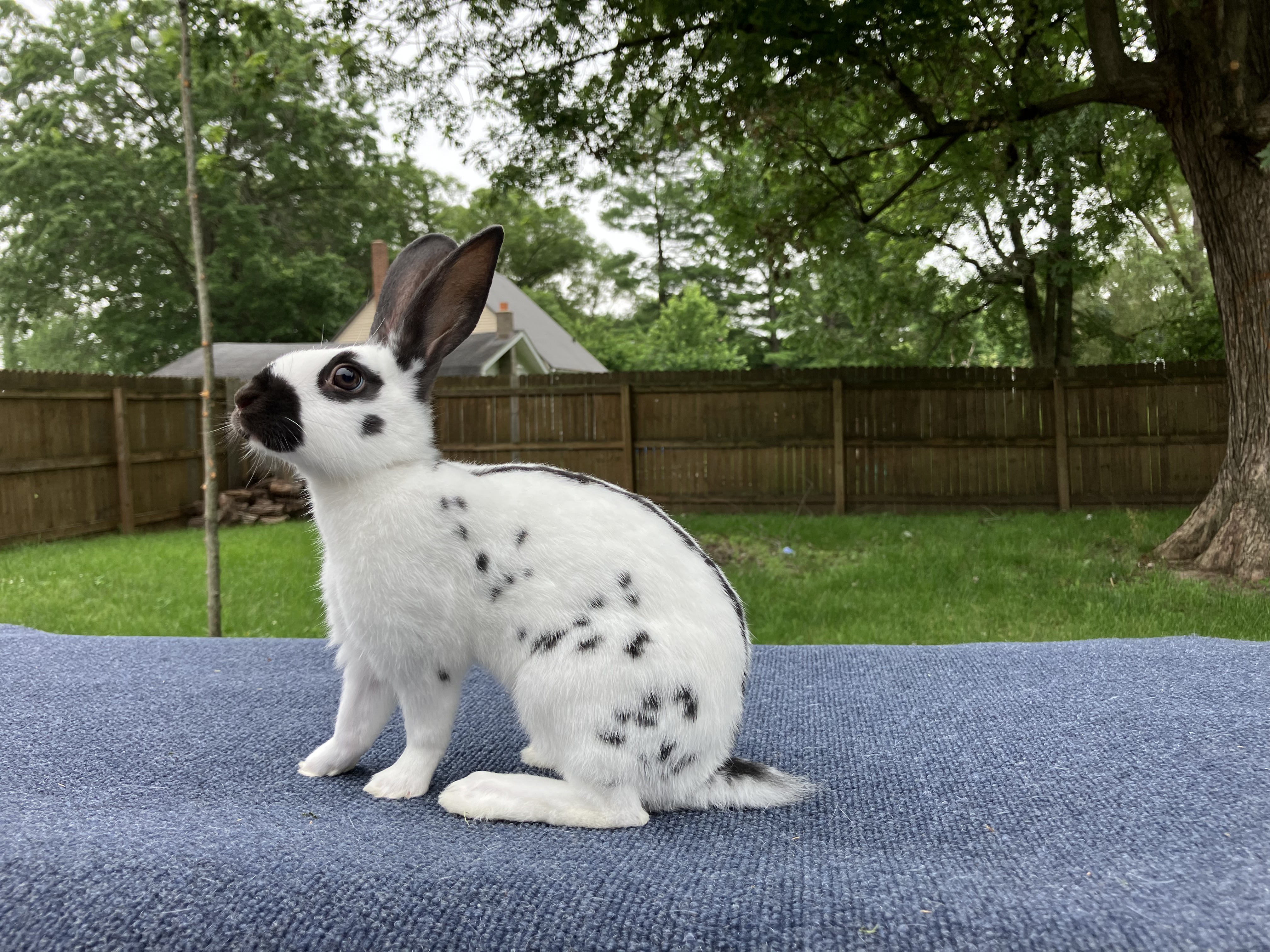 English Spot Rabbit Image