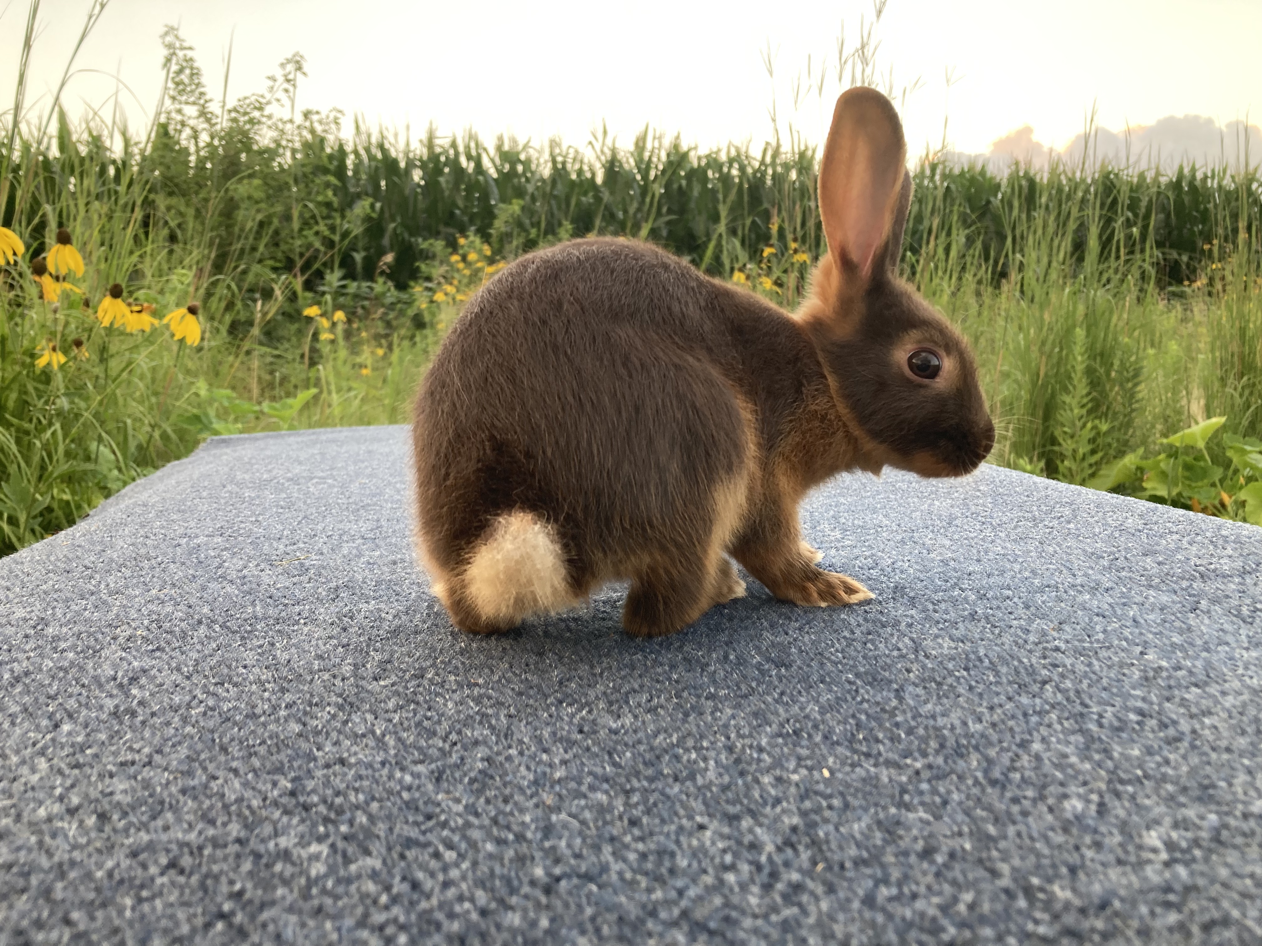 English Spot Rabbit Image