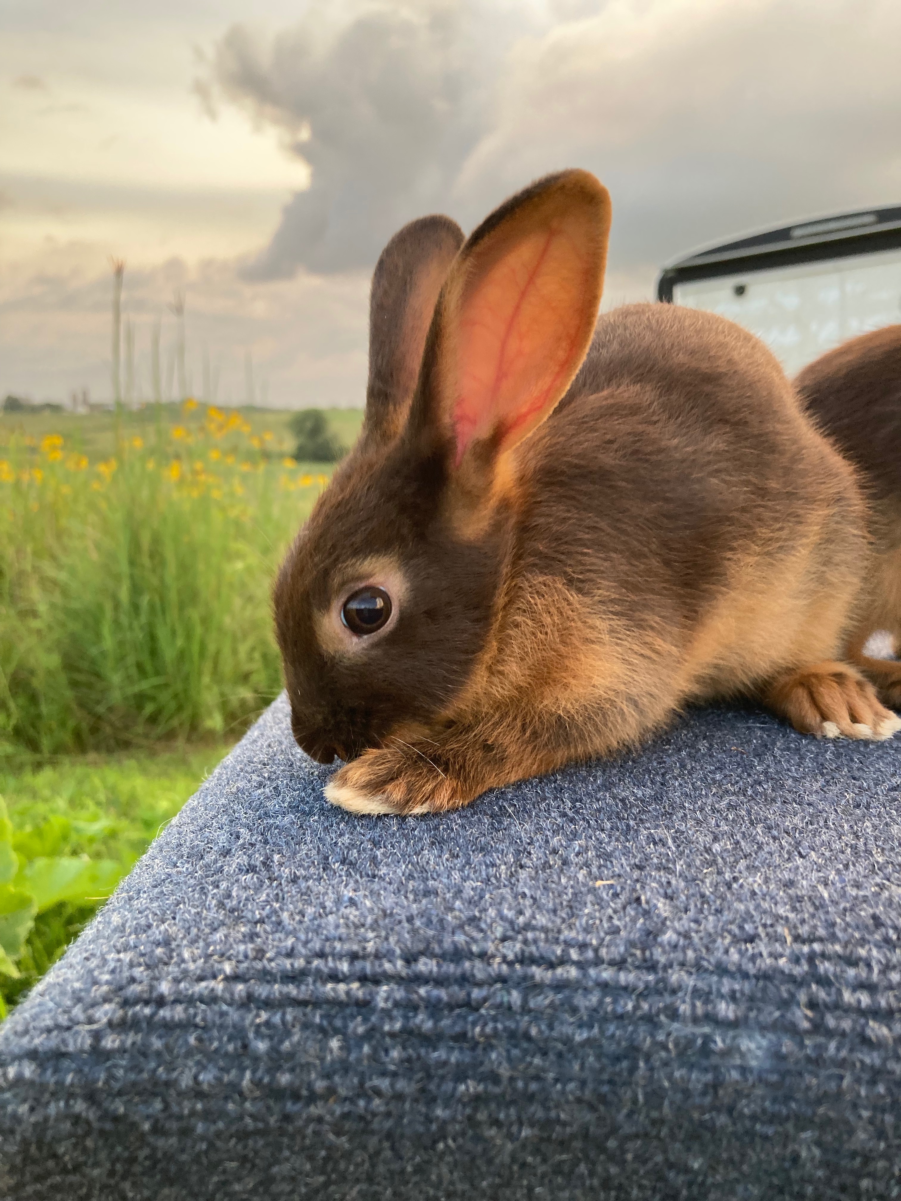 English Spot Rabbit Image