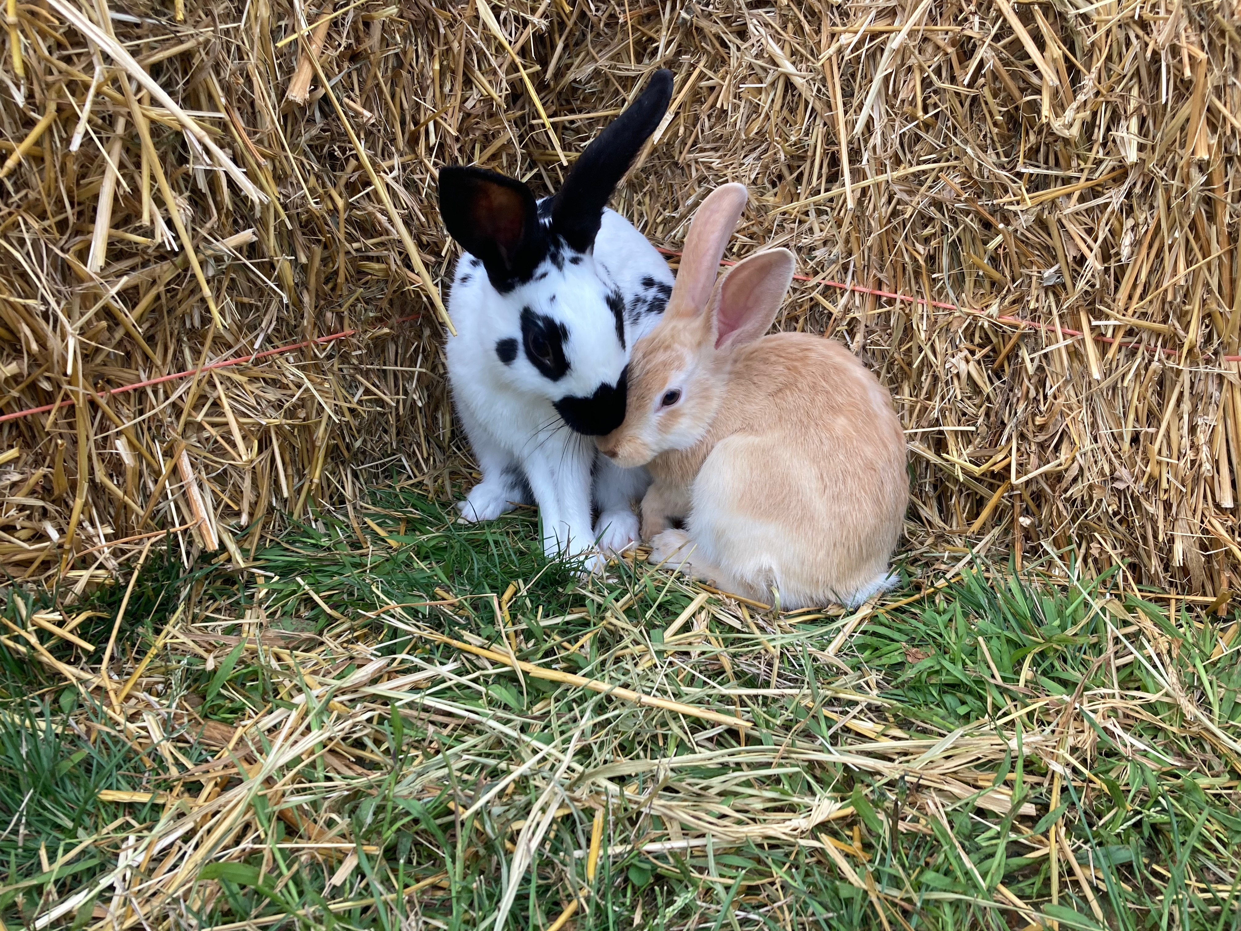 English Spot Rabbit Image