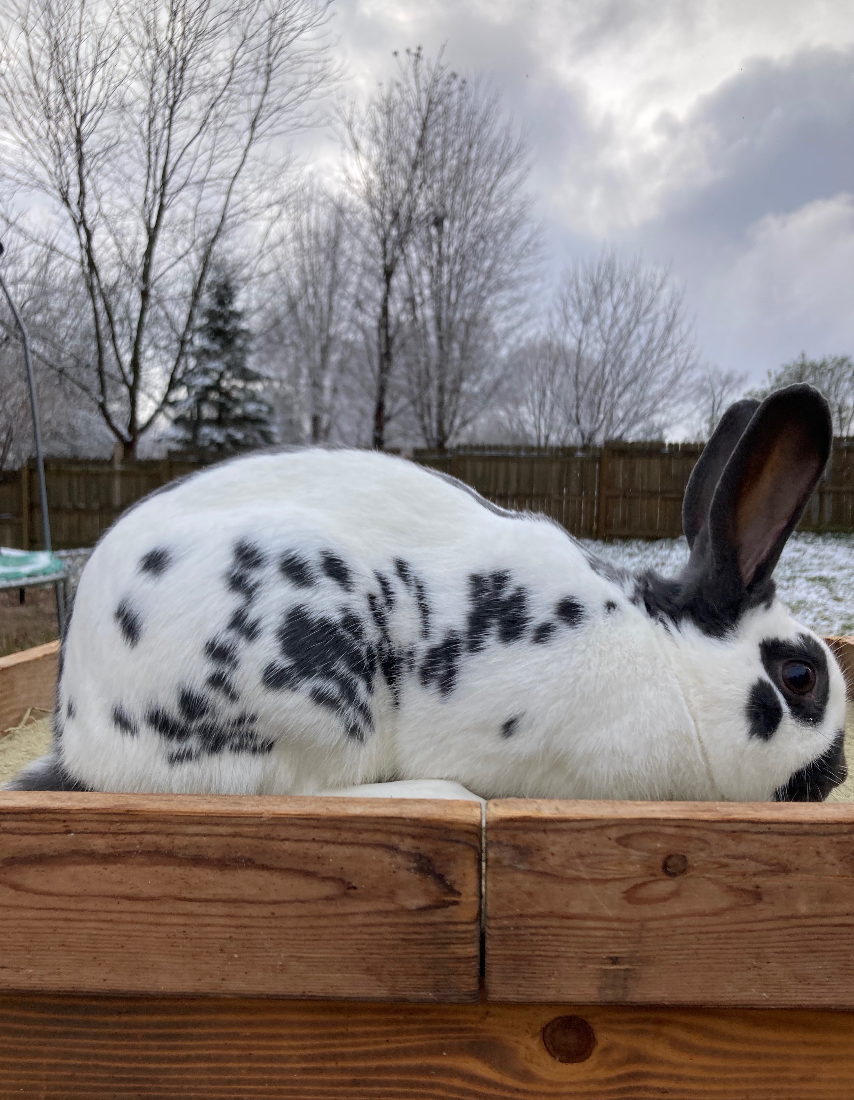 English Spot Rabbit Image