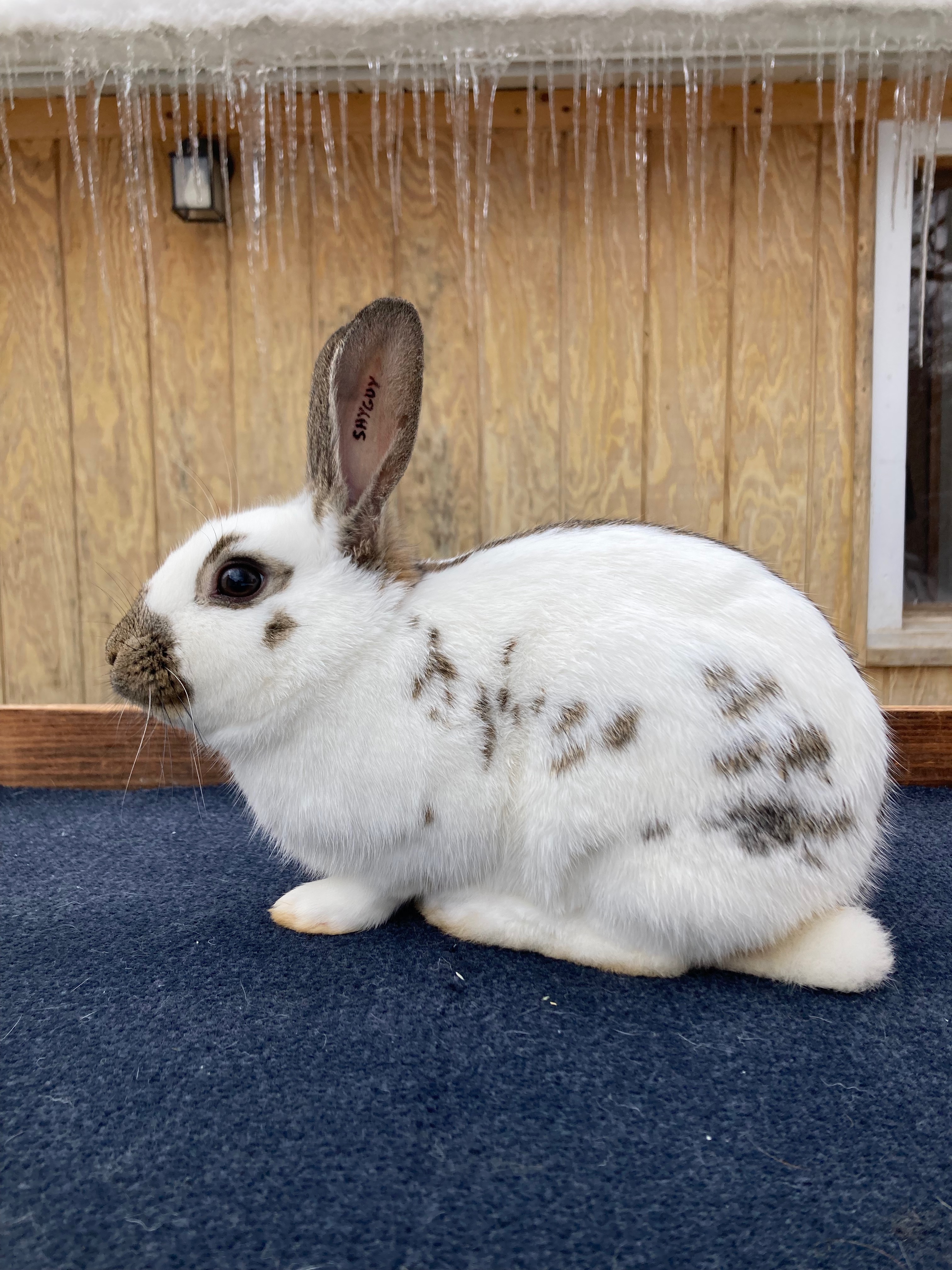 English Spot Rabbit Image