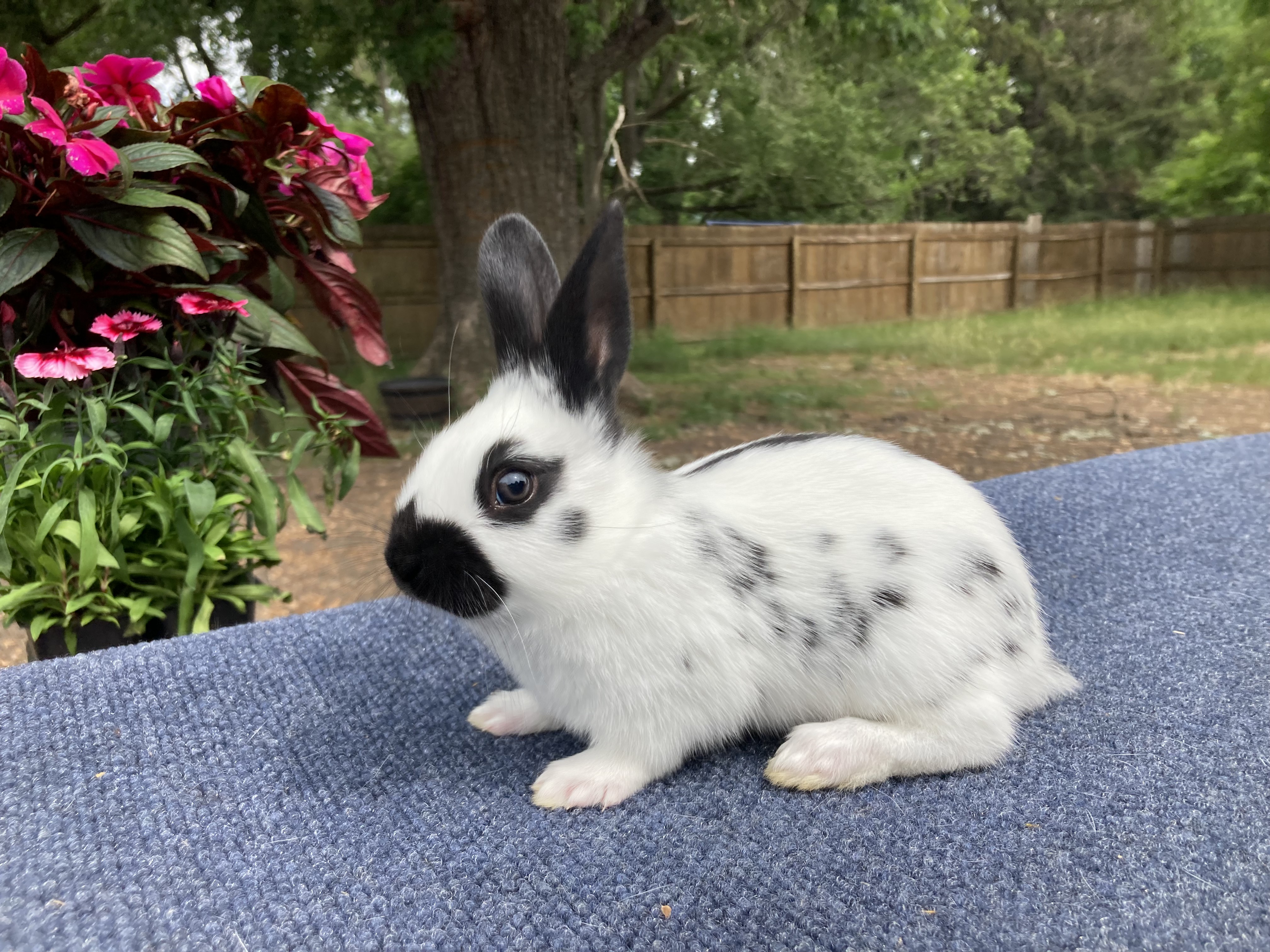 English Spot Rabbit Image