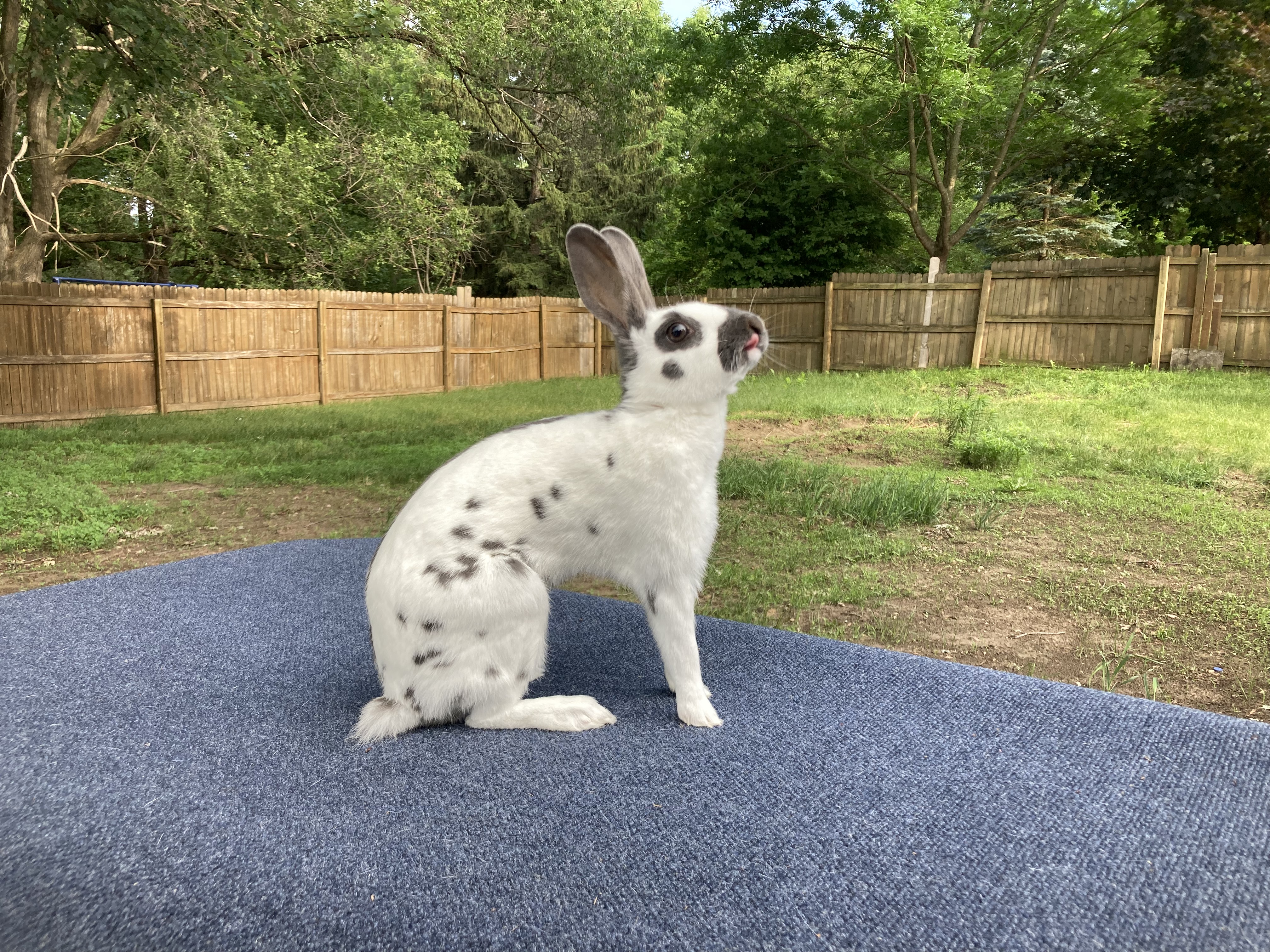 English Spot Rabbit Image