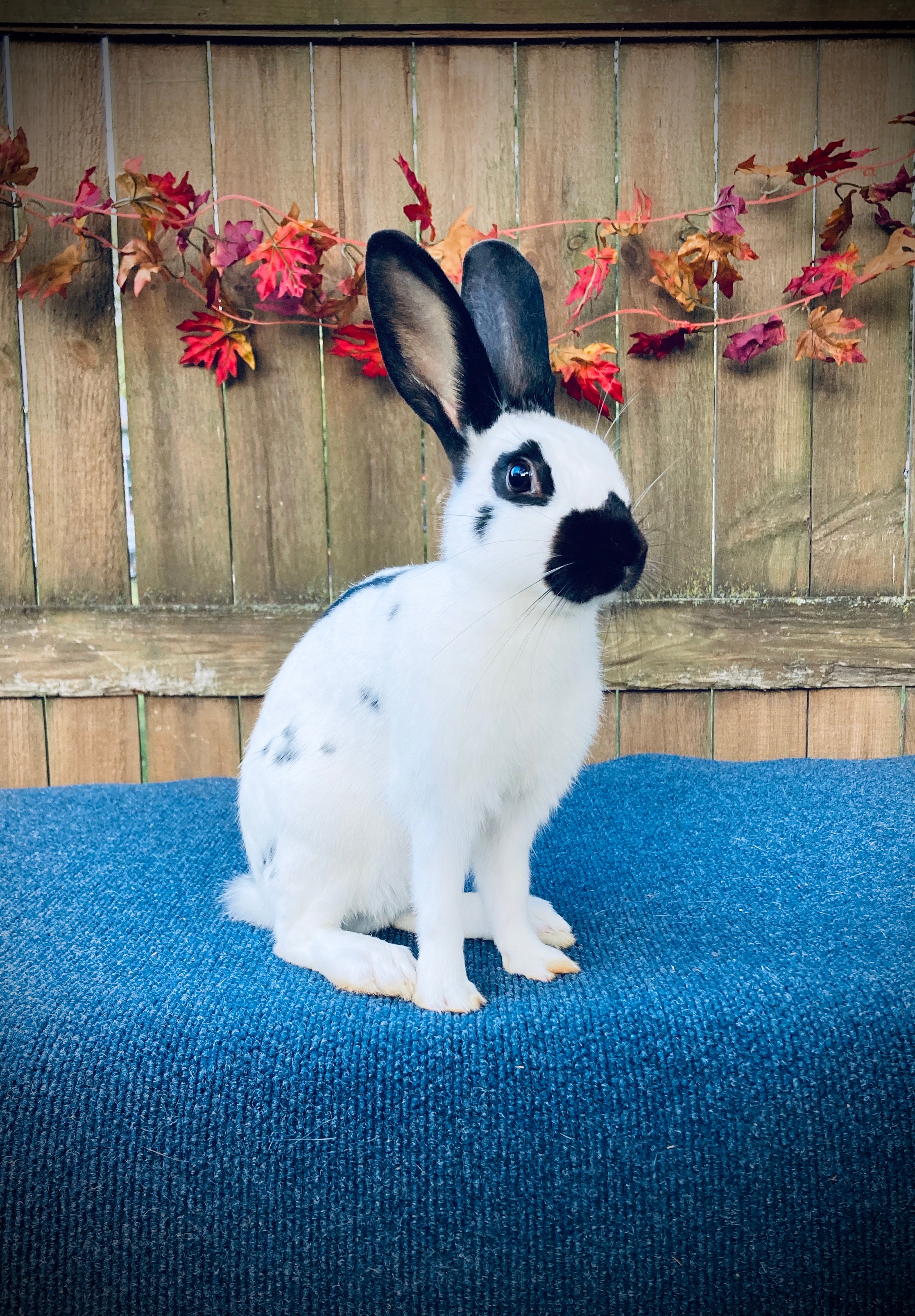 English Spot Rabbit Image