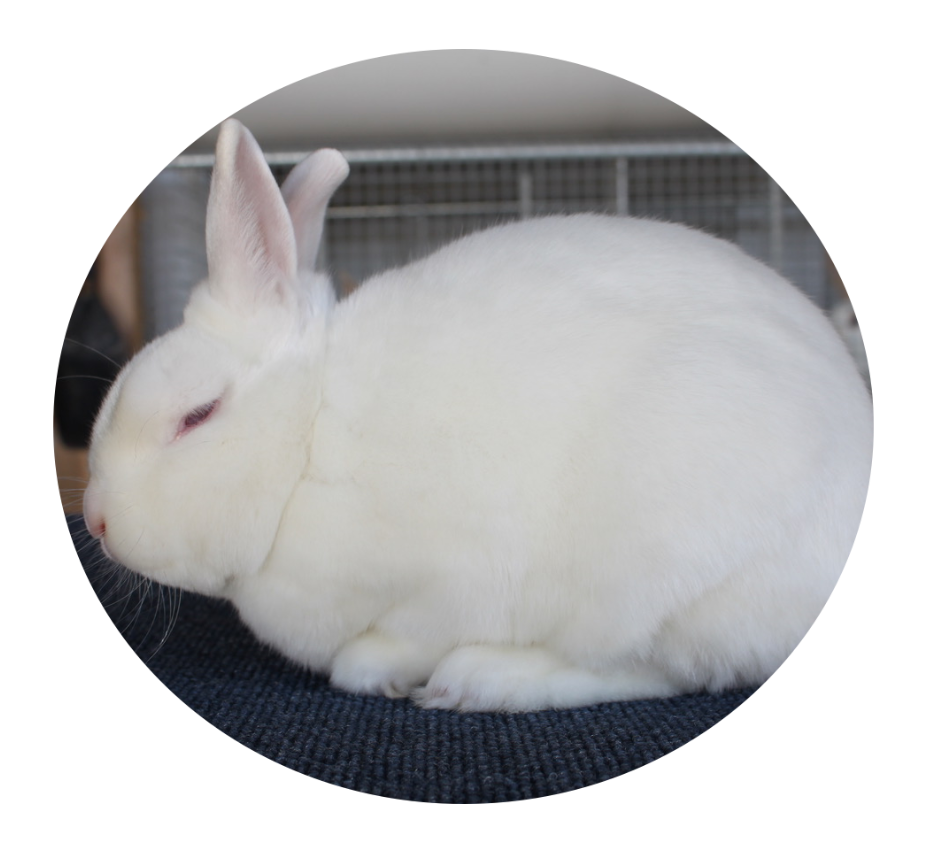 Mini Satin Rabbit Image