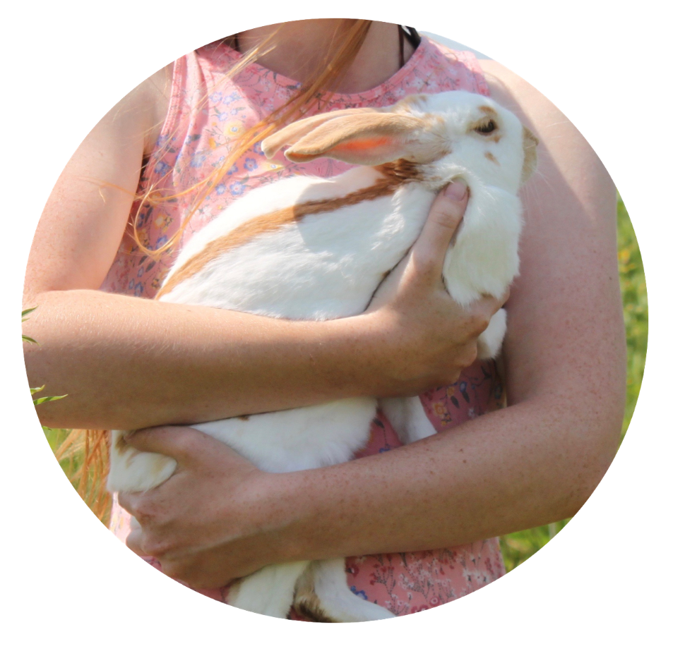 English Spot Rabbit Being Held