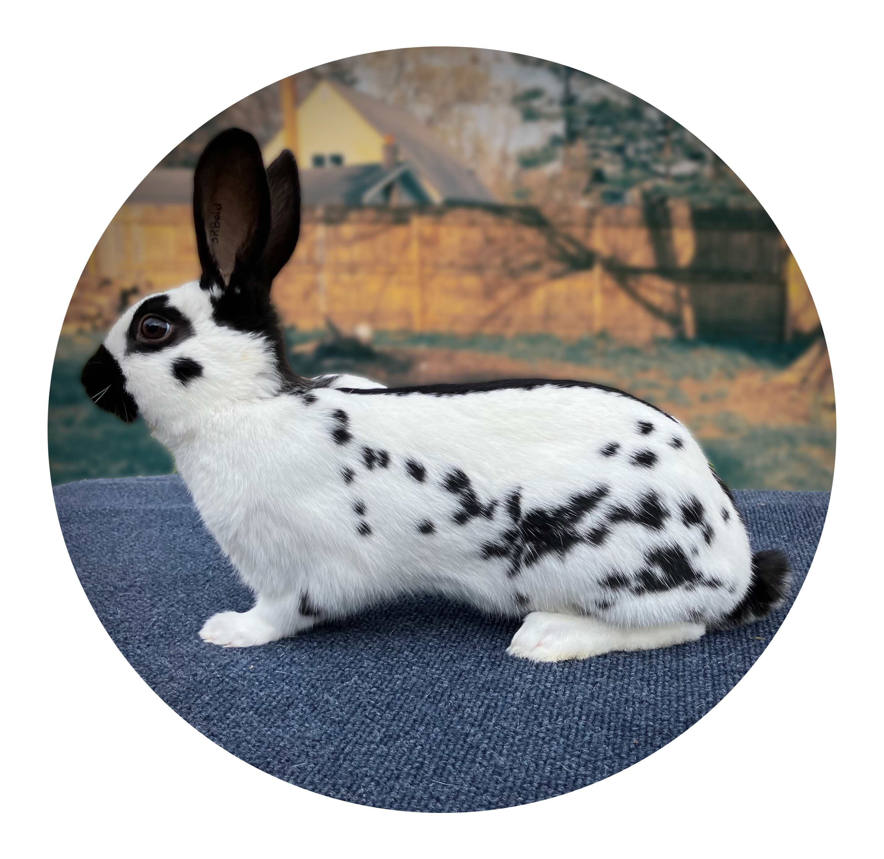 Black Enlglish Spot Rabbit Image