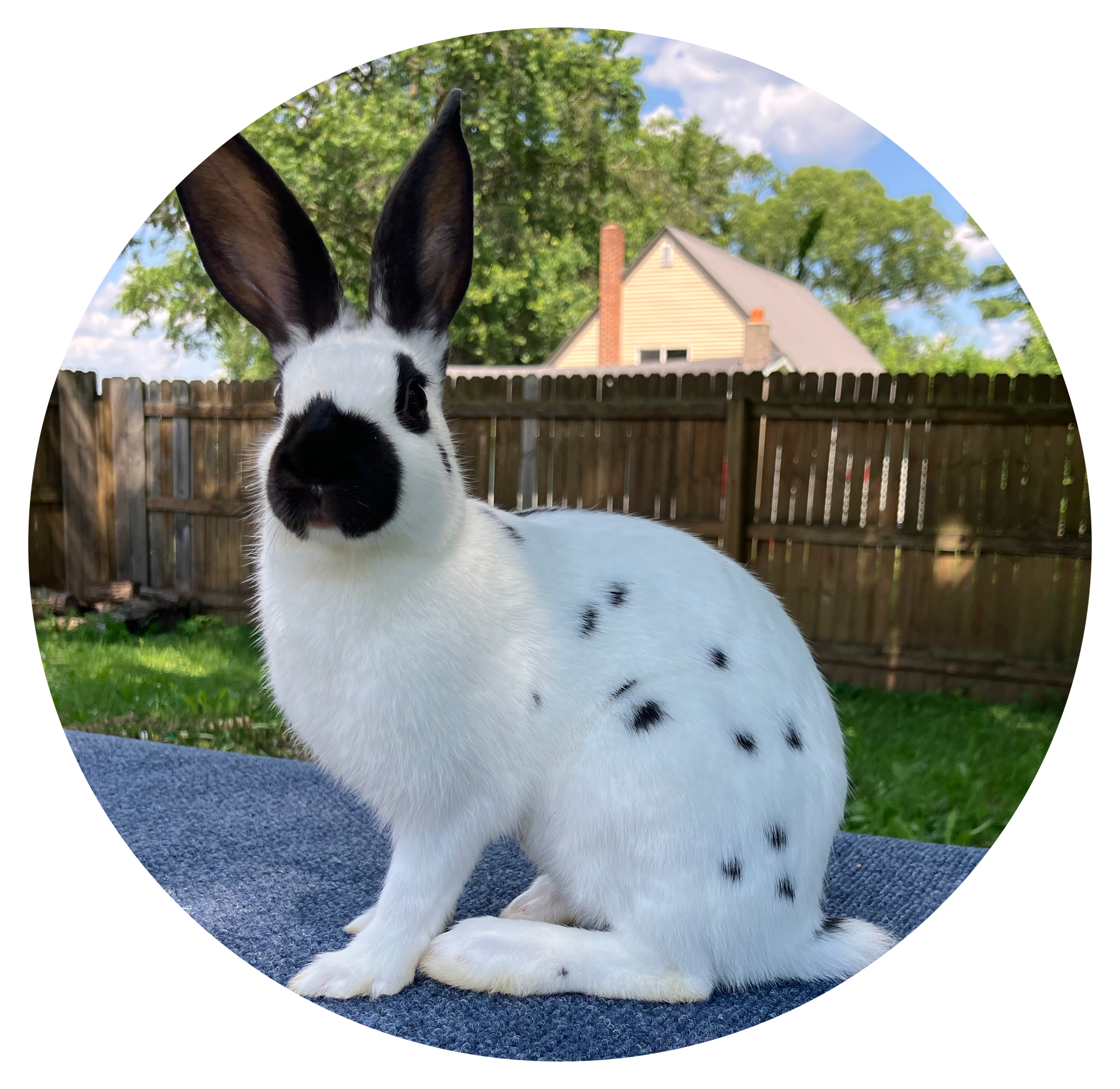 English Spot Rabbit Image