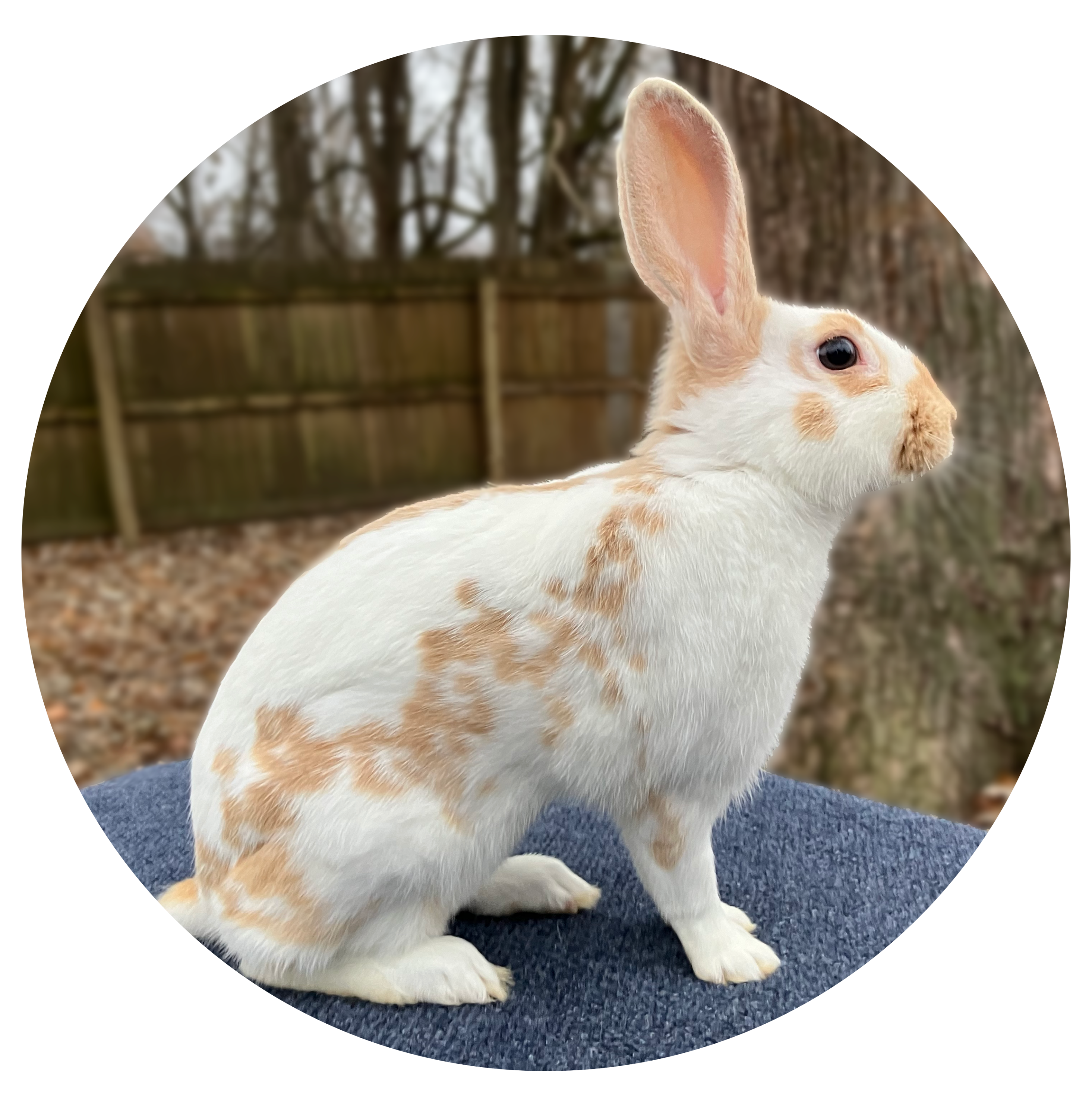 Gold English Spot Rabbit Image