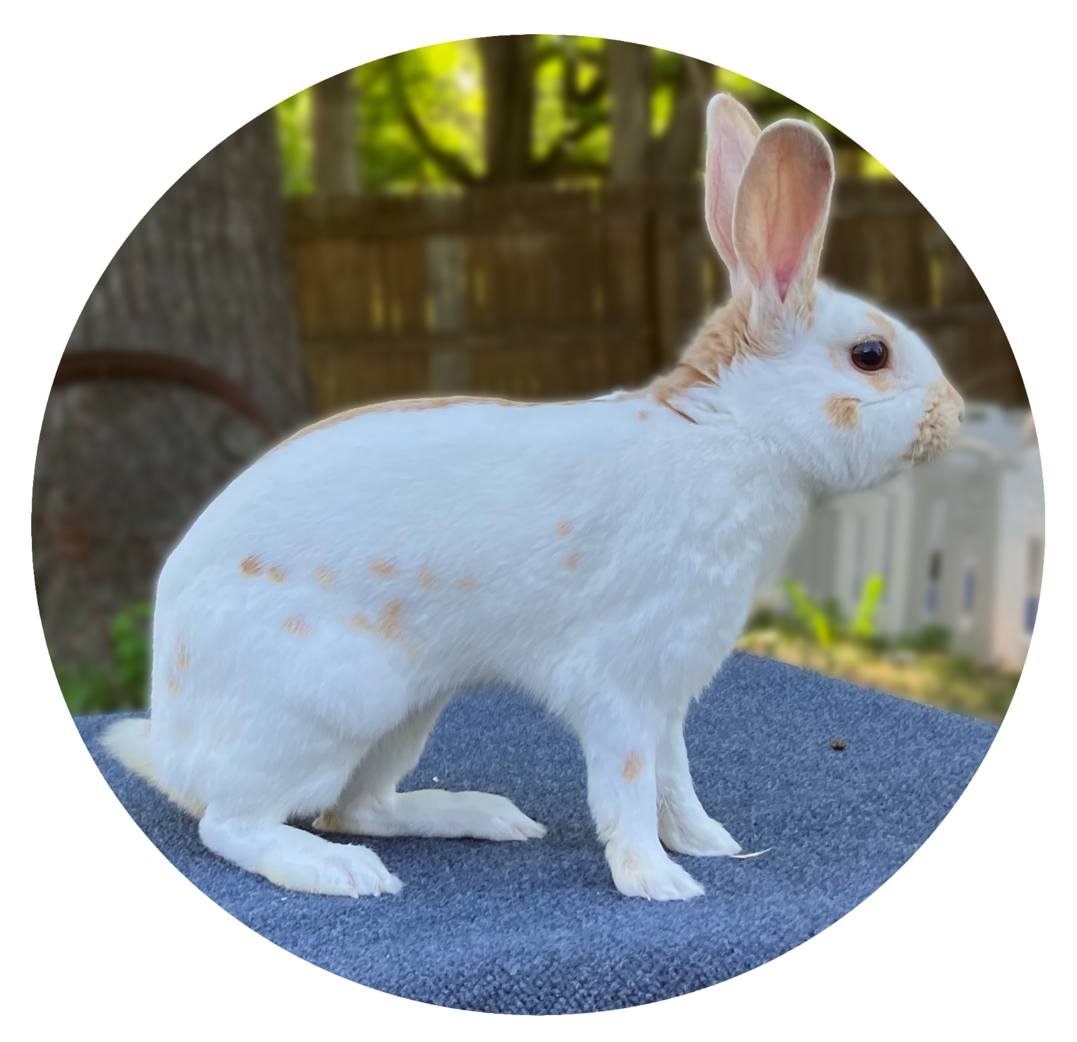 Gold English Spot Rabbit Image