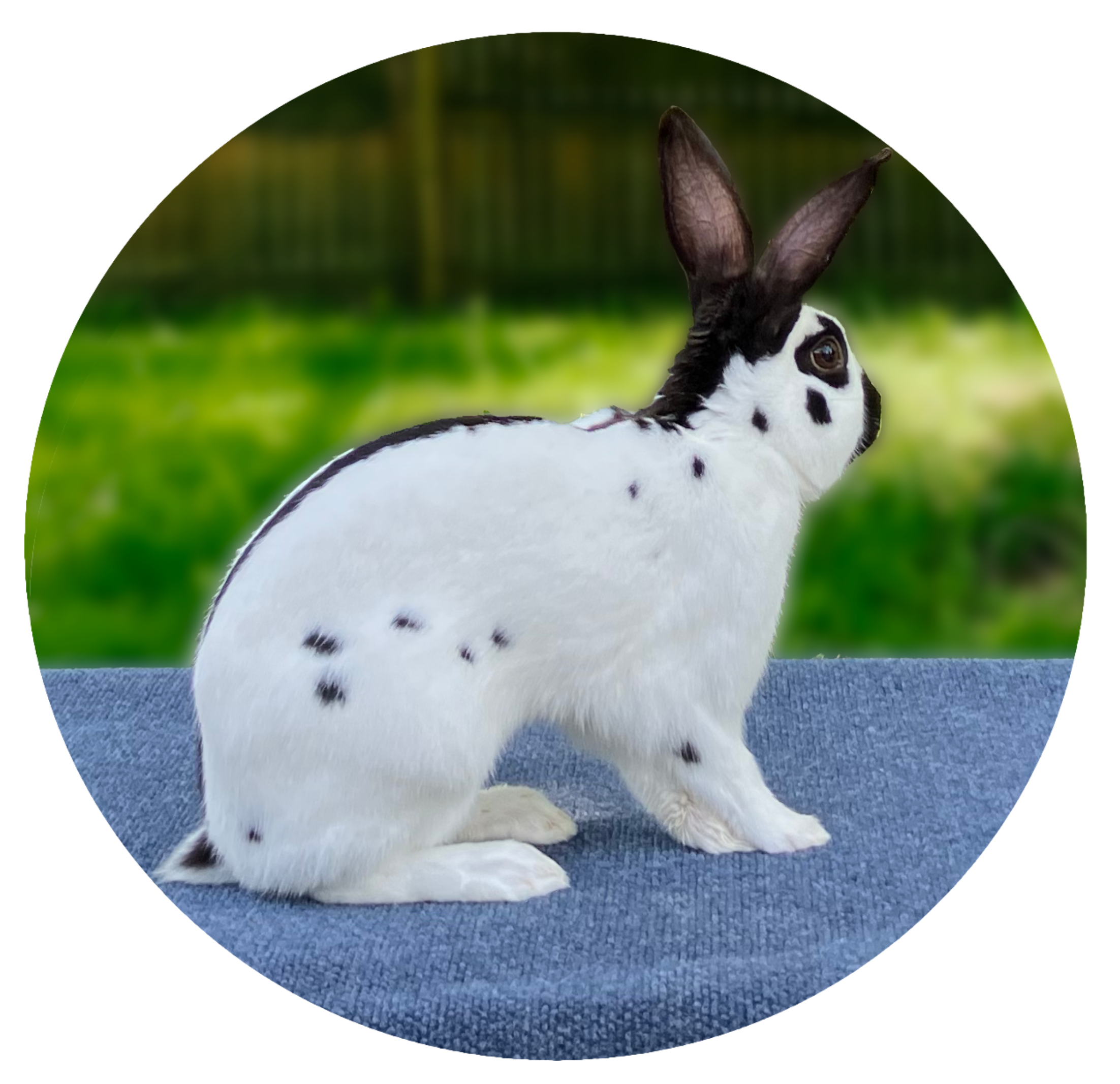 Black English Spot Rabbit Image