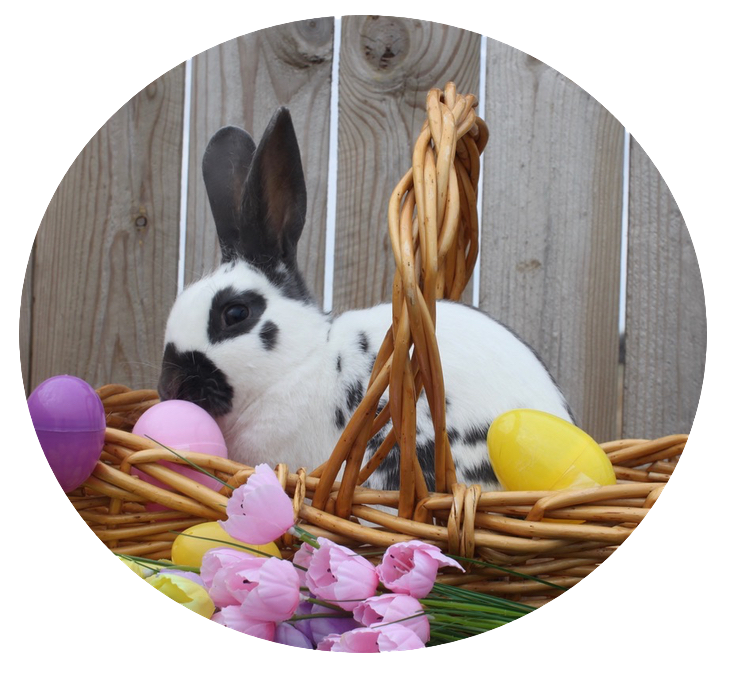 English Spot Rabbit in Easter Basket