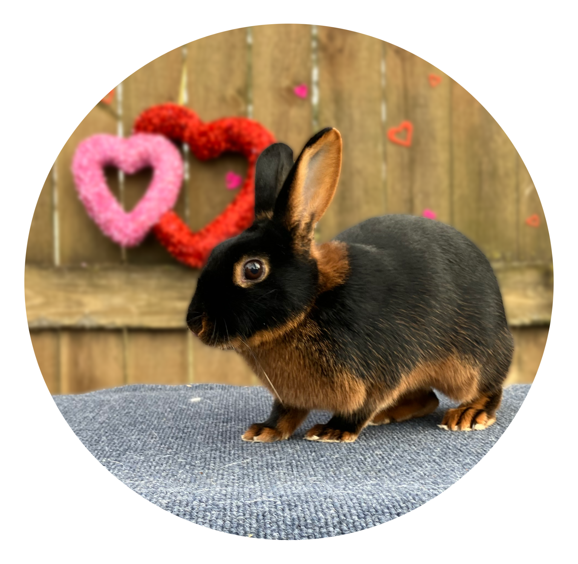 English Spot Rabbit Being Held