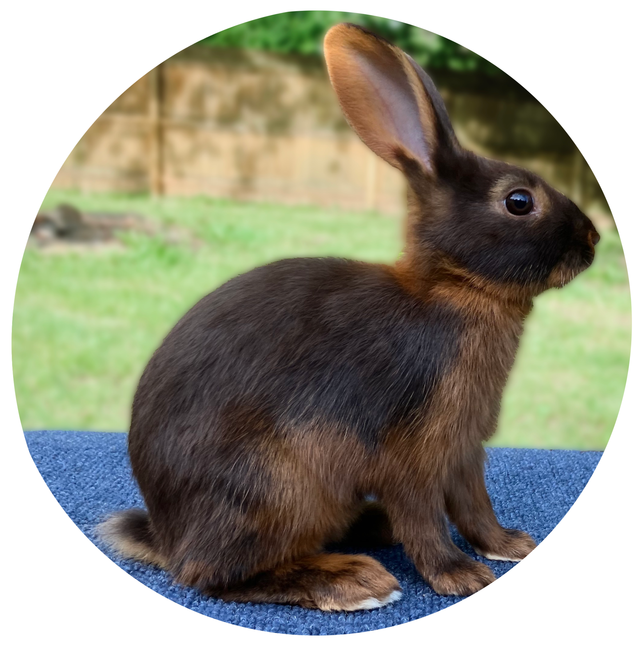 Tan Rabbit Image