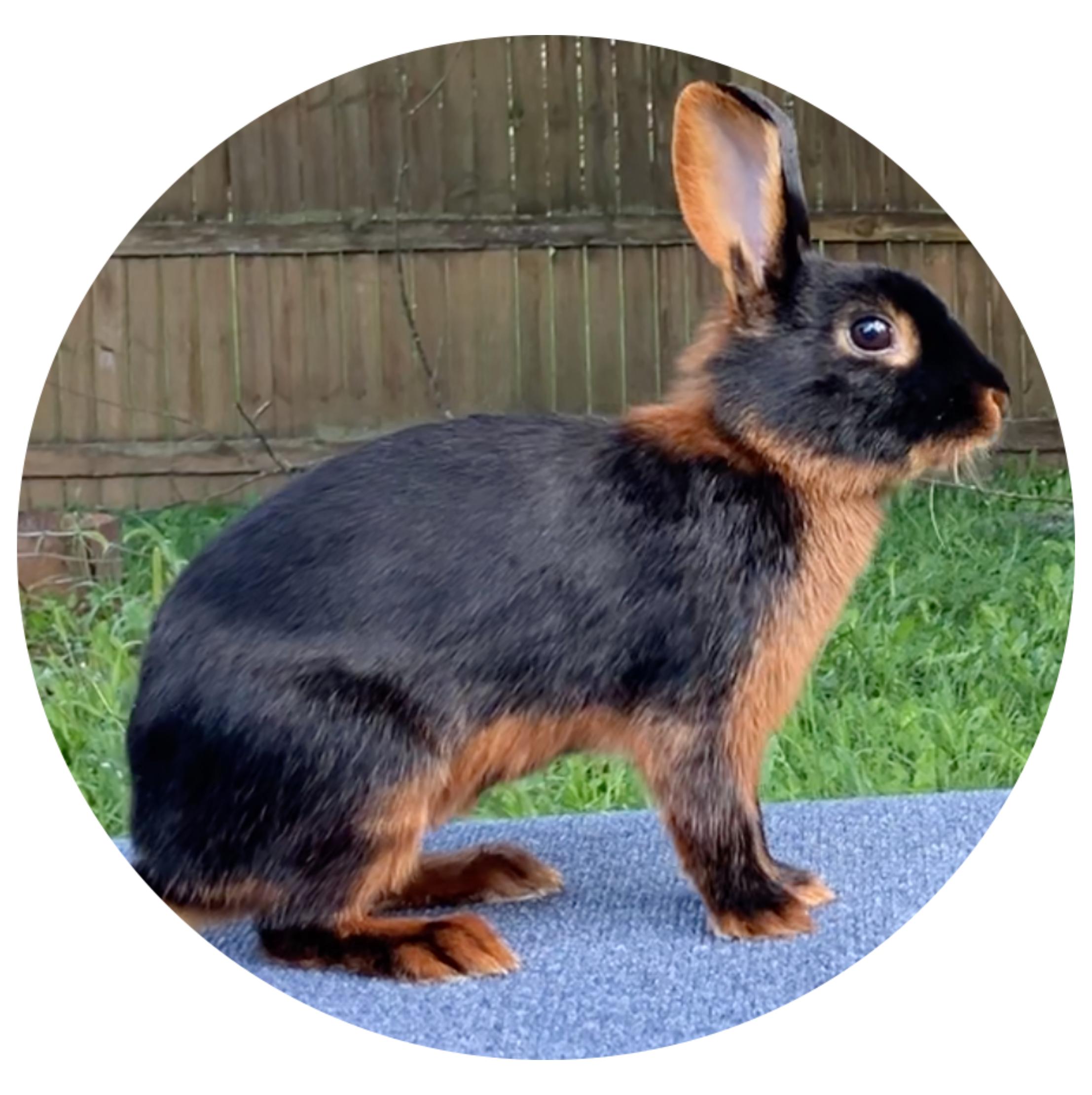 Tan Rabbit Image