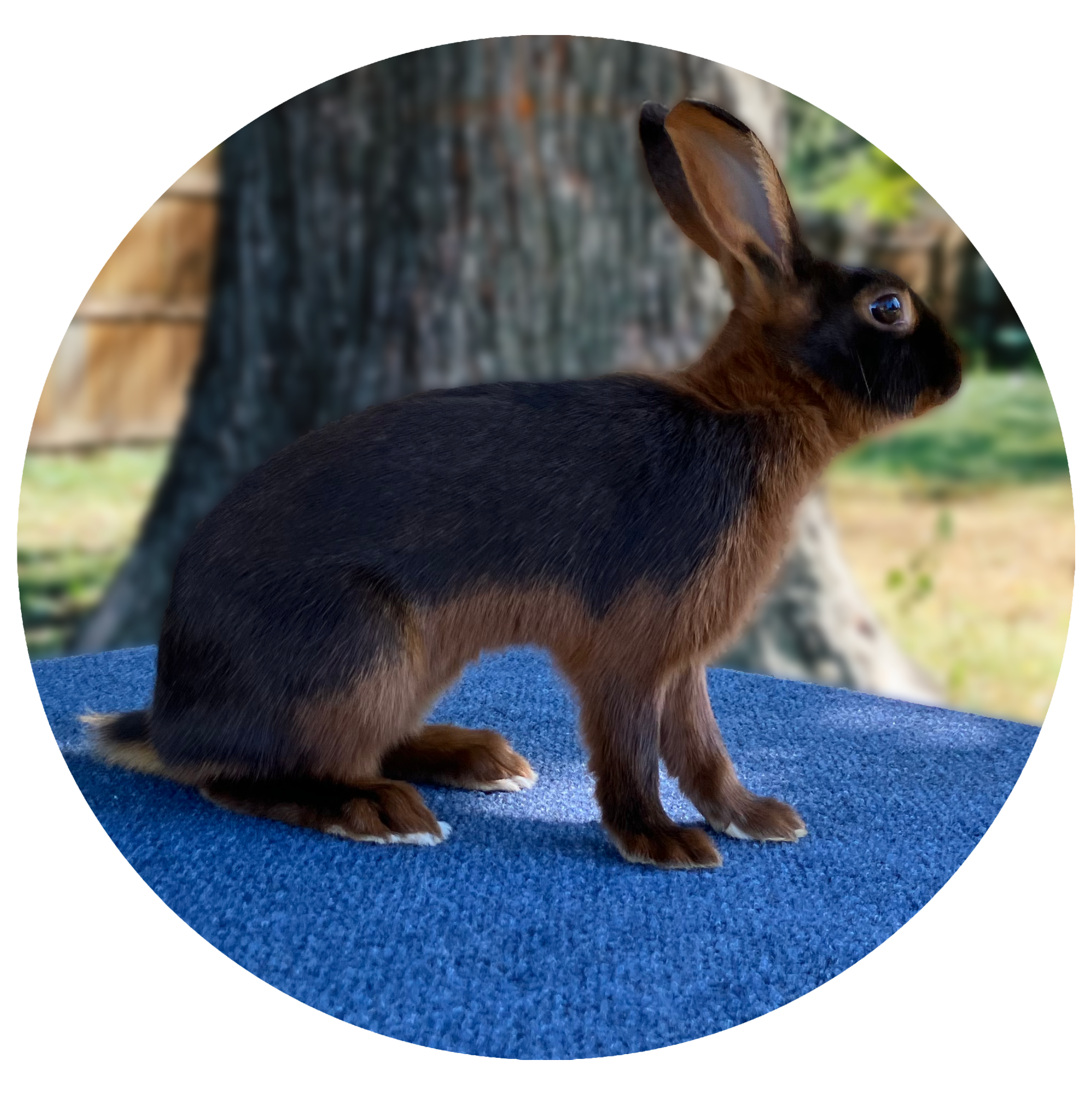 Tan Rabbit Image