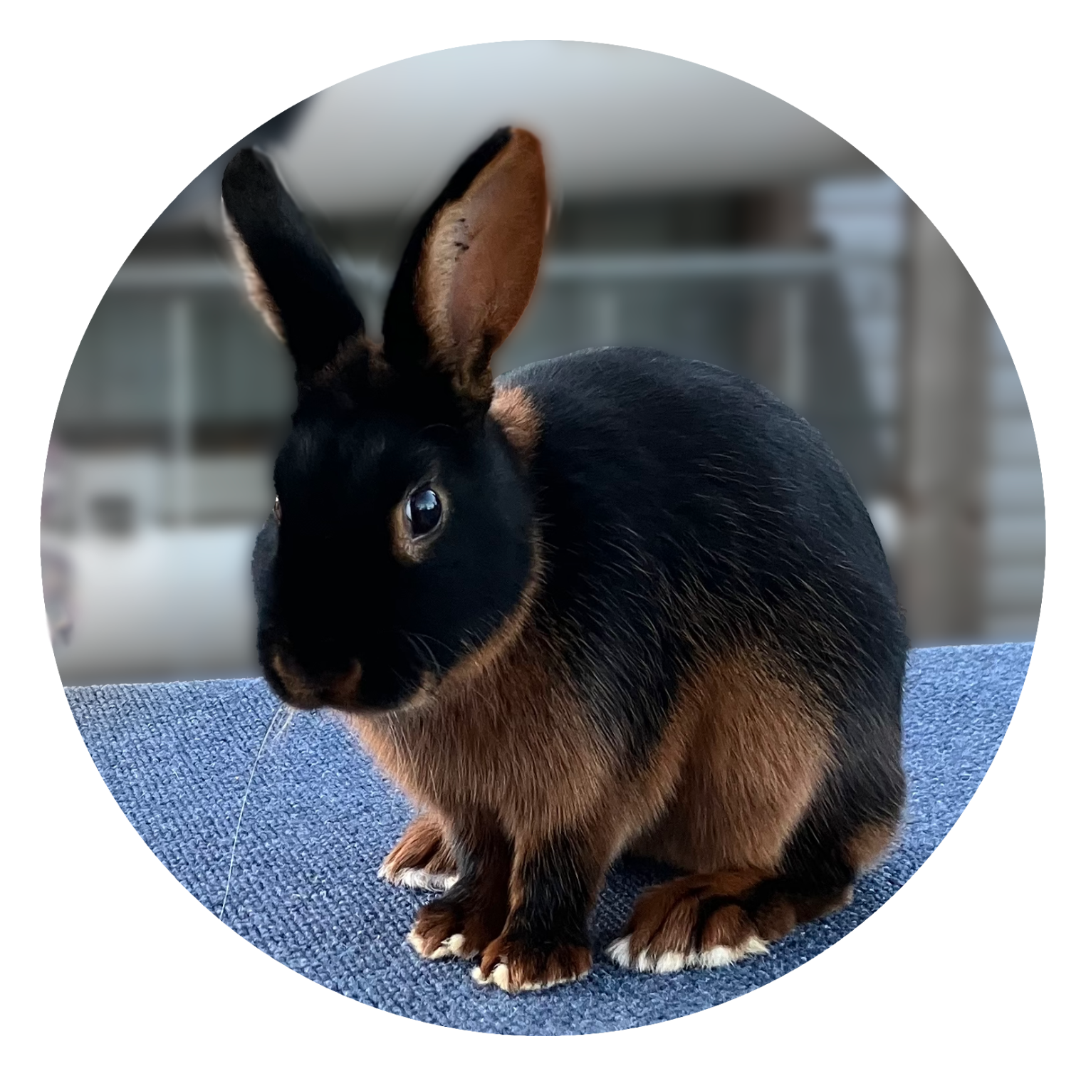 Black Tan Rabbit Image