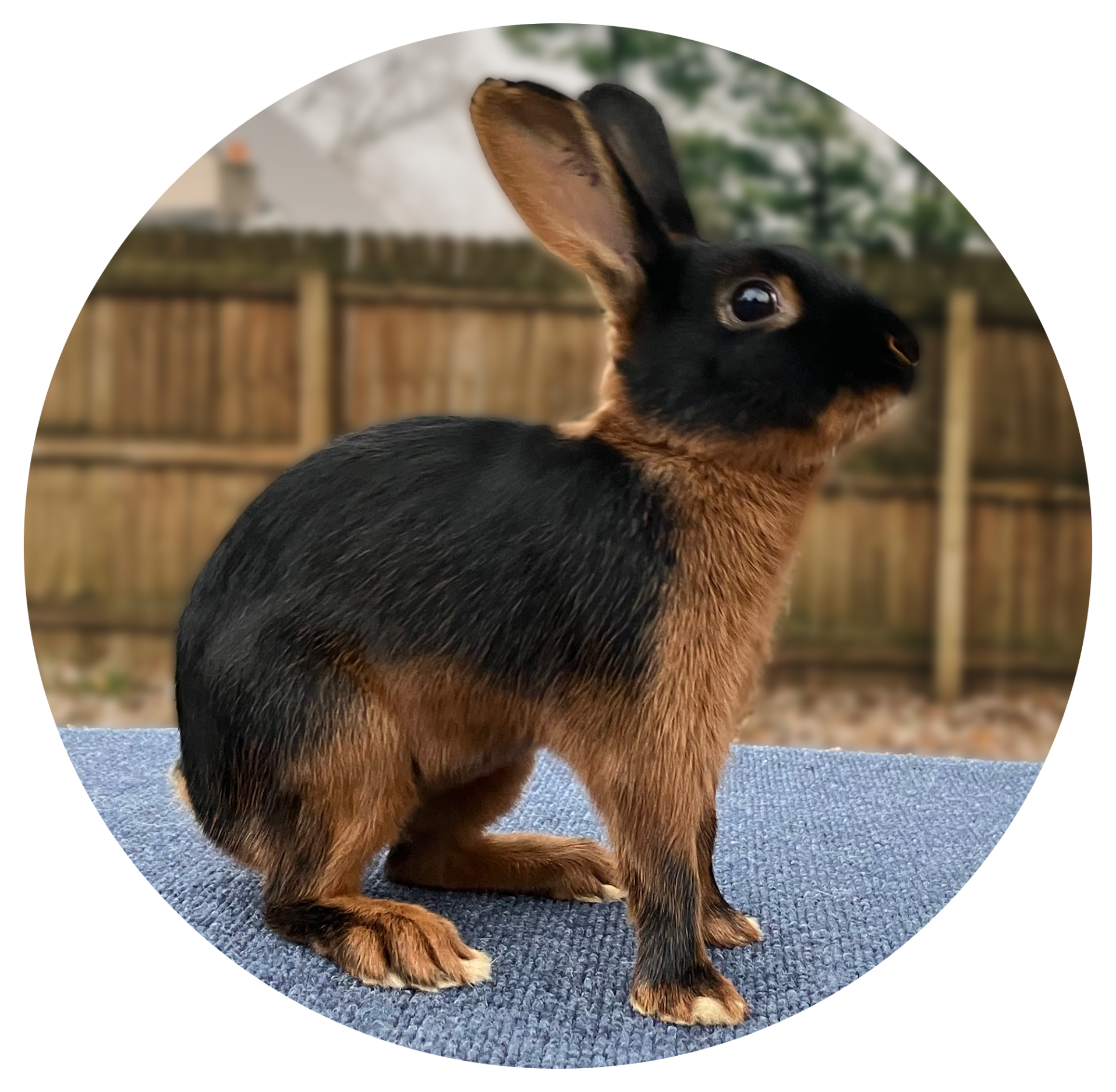 Black Tan Rabbit Image